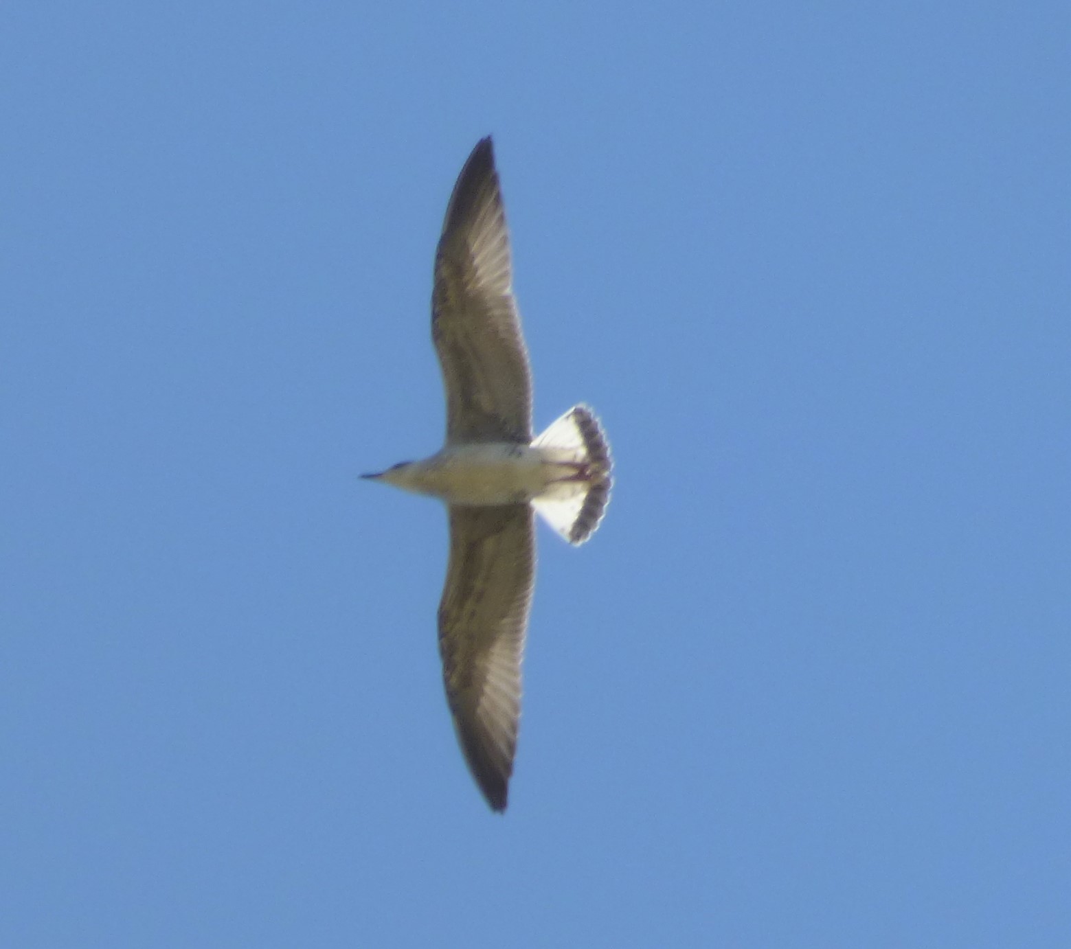 Gabbiani reali  zampe rosse:  cfr. gabbiano reale nordico (Larus argentatus)